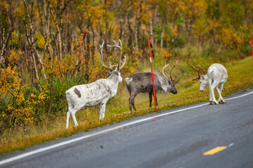 Reindeers on the road in north Norway