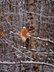 last leaf on the tree