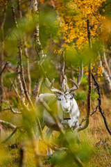 Reindeers between dwarf birches in north Norway