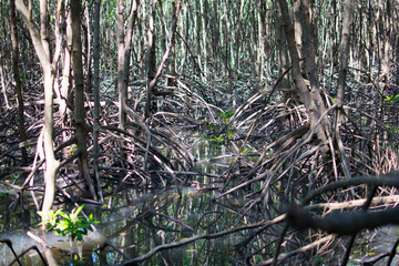 Mangrove root, the Stilt roots or  prop roots grow in the places where freshwater mixes with seawater and mud deposits