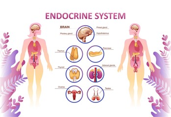 human endocrine system organs poster - obrazy, fototapety, plakaty