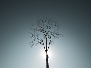 冬枯れの立木のシルエットと光