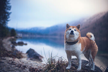 Shiba Inu steht auf einem Stein neben einem See.