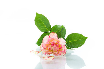 bright pinkrose with green leaves, on a white background