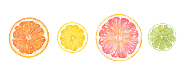 シトラスの輪切りの水彩イラスト オレンジ レモン グレープフルーツ ライムのセット 水彩のトレースベクター Wall Mural Keiko Takamatsu