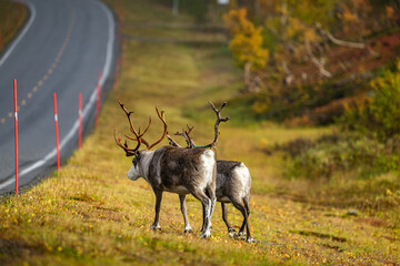 reindeer on big road in autumn in scandinavia