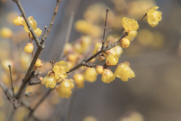 冬晴れの日の満開のロウバイ　1月