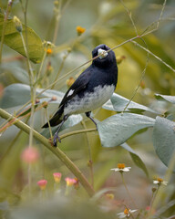 Small bird feeding on spikes