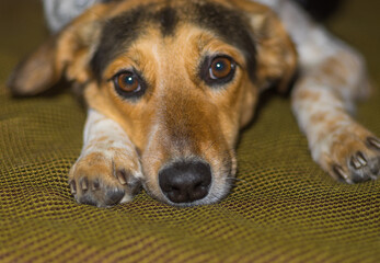 Close portrait of mixed breed dog lying on the floor and desperately waiting for master would...
