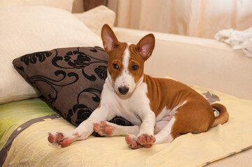 Drowsy Basenji puppy sweet stretching itself after sleeping on a sofa