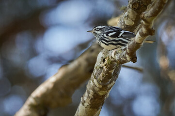 Black and white warbler resting on a tree