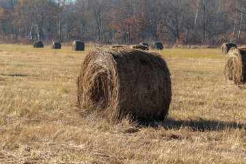 Hay bales in the field