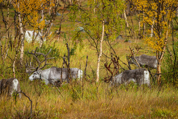 Reindeers between dwarf birches in north Norway