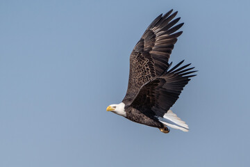 Bald Eagle Flying 
