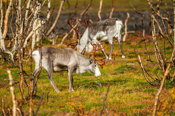 Reindeers between dwarf birches in north Norway