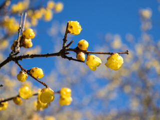 冬晴れの日の満開のロウバイ　1月