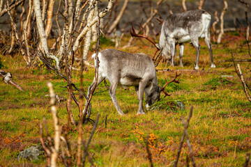 Naklejka na ściany i meble Reindeers between dwarf birches in north Norway