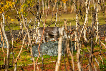 Reindeers between dwarf birches in north Norway