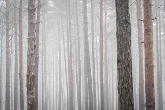 Thick fog in Kampinos National Park, Poland. Pine tree trunks in white morning mist which is covering the wilderness. Selective focus on coniferous trees, blurred background.