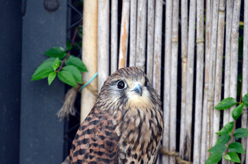 チョウゲンボウ