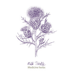 Set hand drawn of Milk Thistle, lives and flowers in black color isolated on white background. Retro vintage graphic design. Botanical sketch drawing, engraving style. Vector illustration.