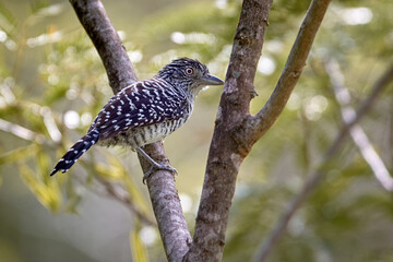 Black and white bird in a tree
