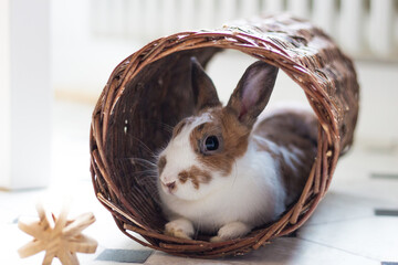 Kaninchen