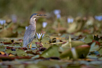 Heron walking on a lake in search of food