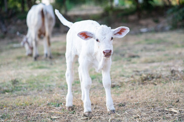 White Charolaise calf standing in meadow.