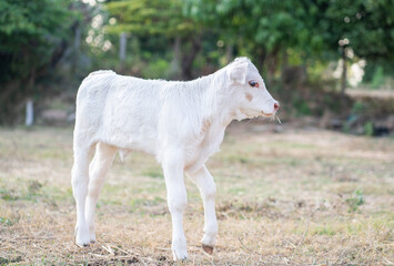White Charolaise calf standing in meadow.