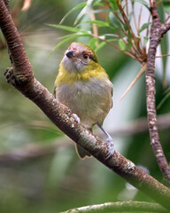 Elusive bird looking curiously from a branch