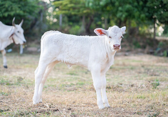 White Charolaise calf standing in meadow.