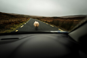 Straße im Glenveagh National Park mit Schafe in Irland County Donegal