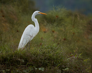 Great white heron resting on a wetland island