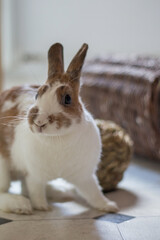 Kaninchen als Haustier