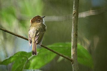 Flycatcher searching for food from a branch