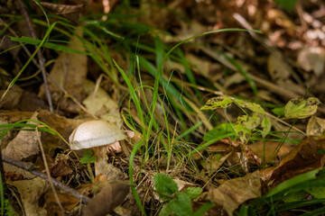 Mushrooms in the forest