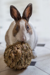 Kaninchen als Haustier