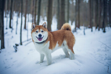 Shiba Inu steht im Schnee im Wald.