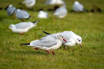 Möwenschwarm auf Wiese