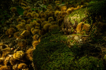 Chestnuts in the fields