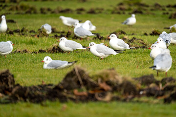 Möwenschwarm auf Wiese