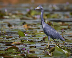 Heron walking on a lake in search of food