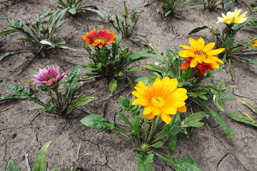Colorful flowers of Gazania rigens in mid July