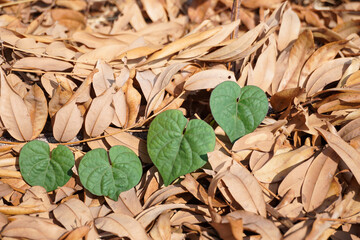 The ivy leaves are heart-shaped on the dry leaves