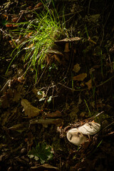 Mushrooms in the field