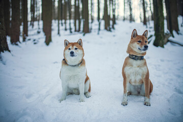 Zwei Shiba Inus sitzen im Schnee im Wald.