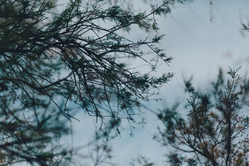 Ramas de árbol con cielo