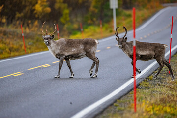 reindeer on big road in autumn in scandinavia