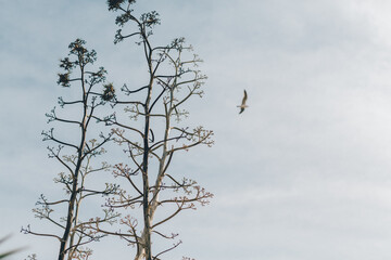 &Aacute;rboles altos con p&aacute;jaro en el cielo.